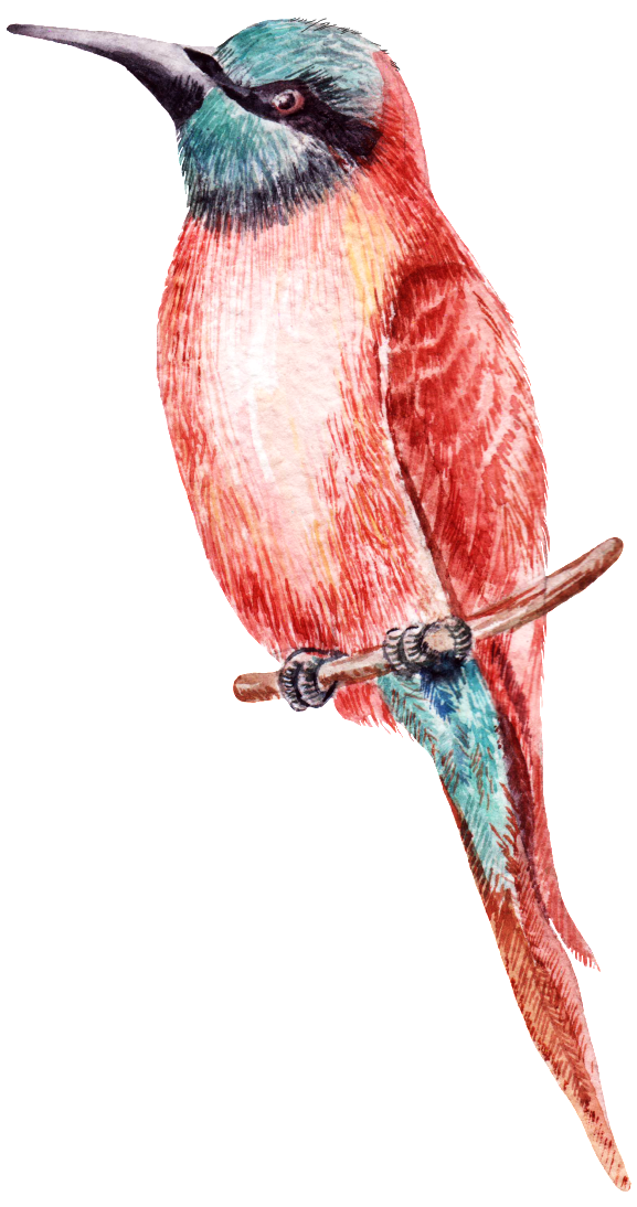 A Transparent Material Png Looking For A Distant Bird - Bird (650x1095), Png Download