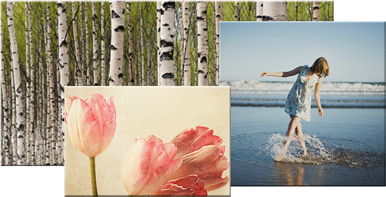 Fujifilm Photo Canvases Are Manufactured With The Utmost - Poster: Badger's Birch Trees, 61x41in. (860x430), Png Download