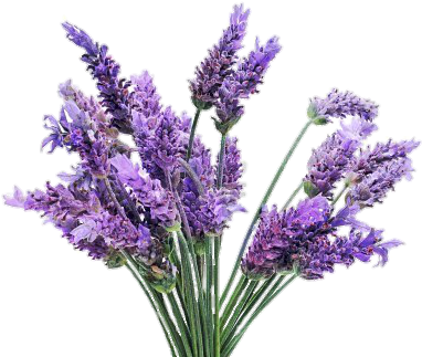 Freetoedit With A Transparent - Lavender Plant (400x330), Png Download