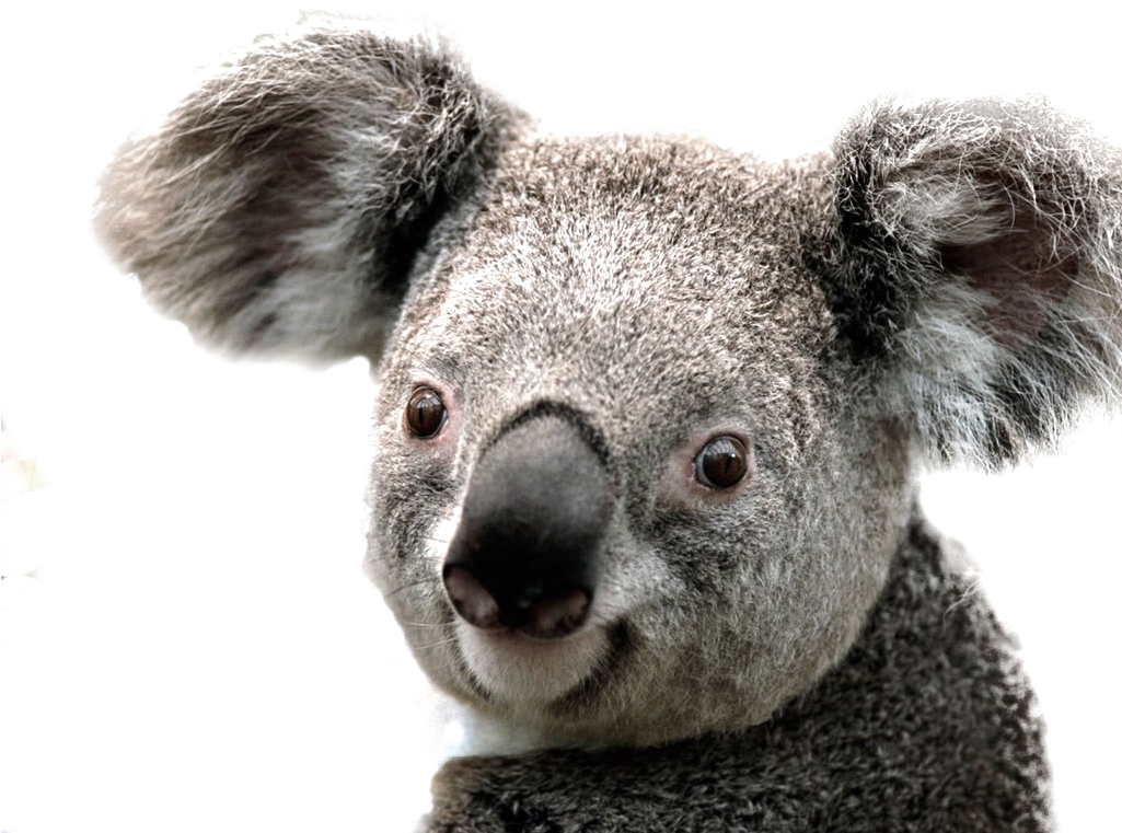 Koala Png Image Background - Koala Png (1024x768), Png Download