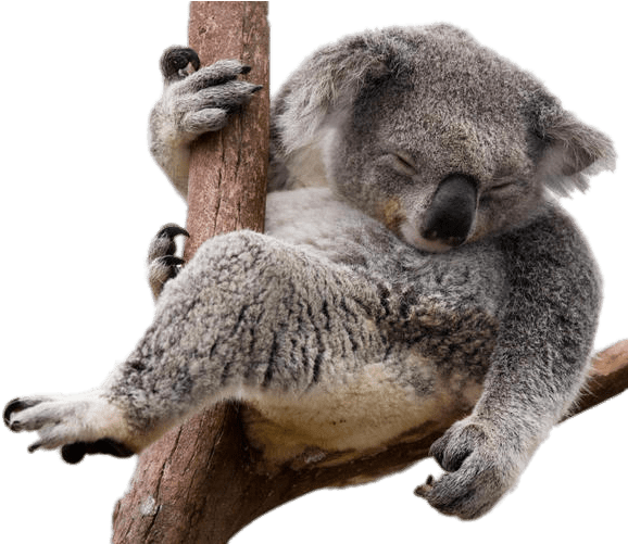 Download - Koala Png (620x500), Png Download