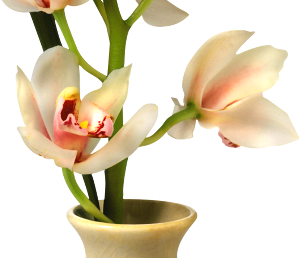 Download 19 Flowers In Vase Png Library Download Huge Freebie Florero Png Full Size Png Image Pngkit