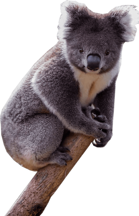 Koala - Koala With Transparent Background (579x900), Png Download