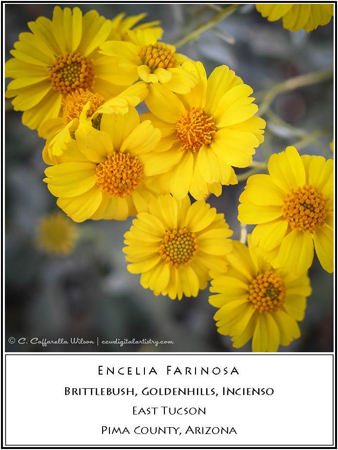 Brittlebush (695x925), Png Download