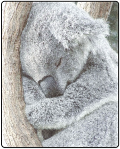 Sleeping Koala Blanket 40"x50" - Sleeping Koala Shower Curtain - 71" By 74" (500x500), Png Download