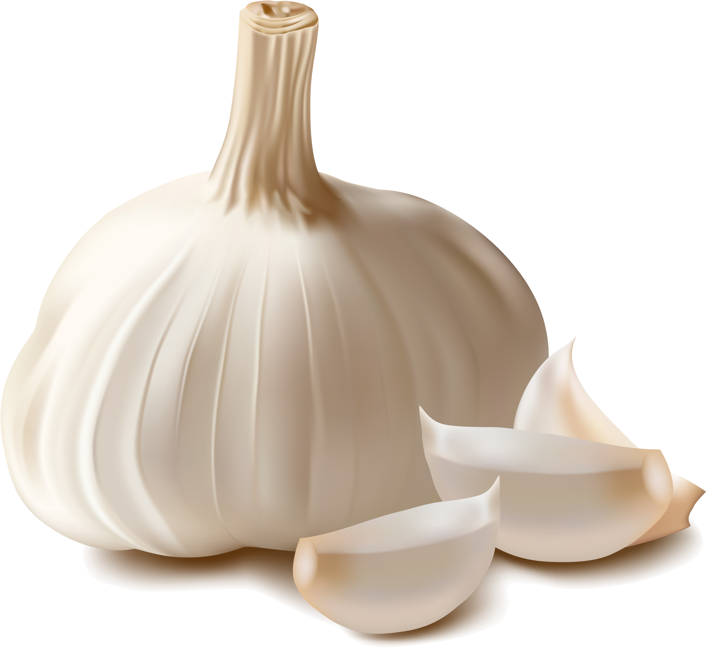 Garlic Png (3000x2551), Png Download
