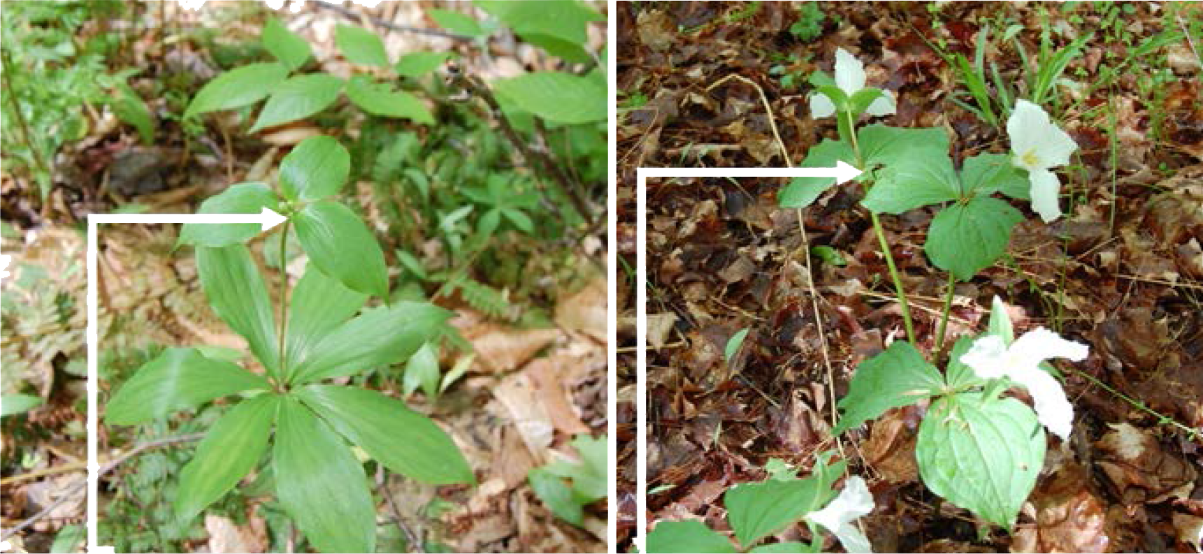 Indian Cucumber Should Be Measured From The Ground - Plant Pathology (1721x793), Png Download