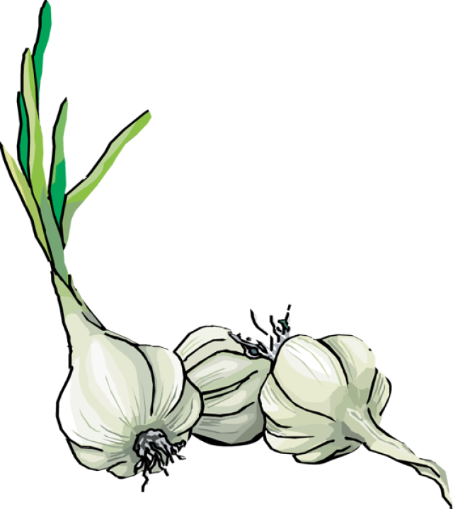 Herbs - Garlic Clipart (640x720), Png Download