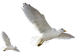White Birds Png Clip Black And White - Real Birds Png (465x355), Png Download