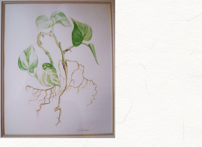 Philodendron - Watercolor - Sketch (700x510), Png Download
