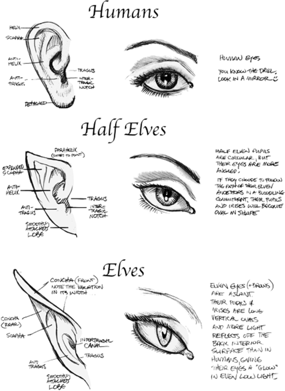 Based On This, I Think I May Be Part Elf - Anime Elf Eyes (583x800), Png Download