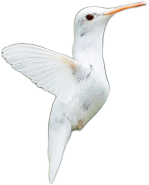 Little Albino Humming Bird Png Stock By =doloresdevelde - Design (800x1000), Png Download