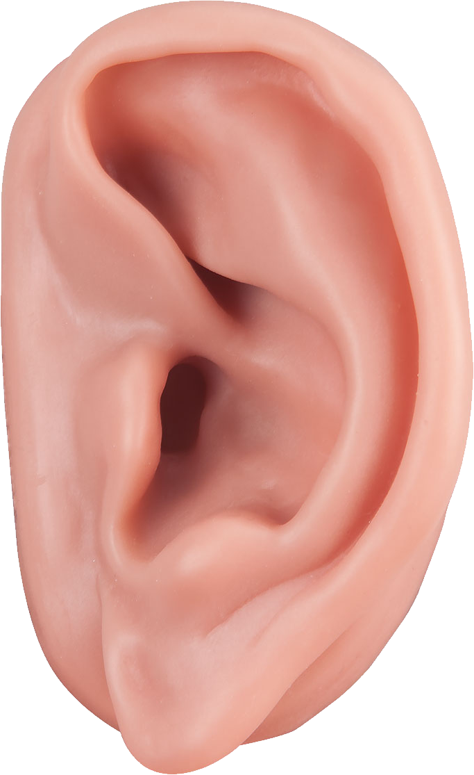Image Purepng Free Transparent Clip Art Black And White - Ear Png (683x1115), Png Download
