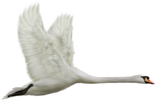 Swan Transparent (500x330), Png Download