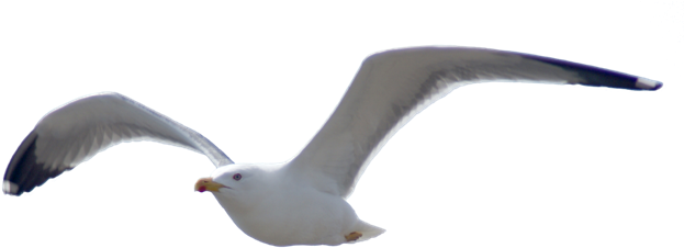 Birds Icon - Portable Network Graphics (650x256), Png Download