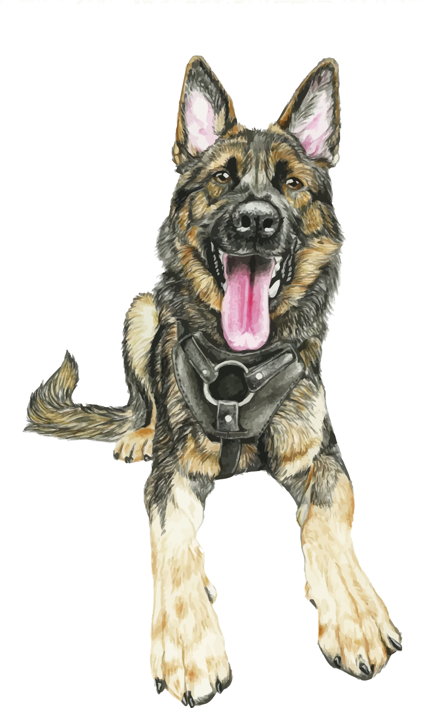 German Shepherd Vector - German Shepherd (892x1500), Png Download