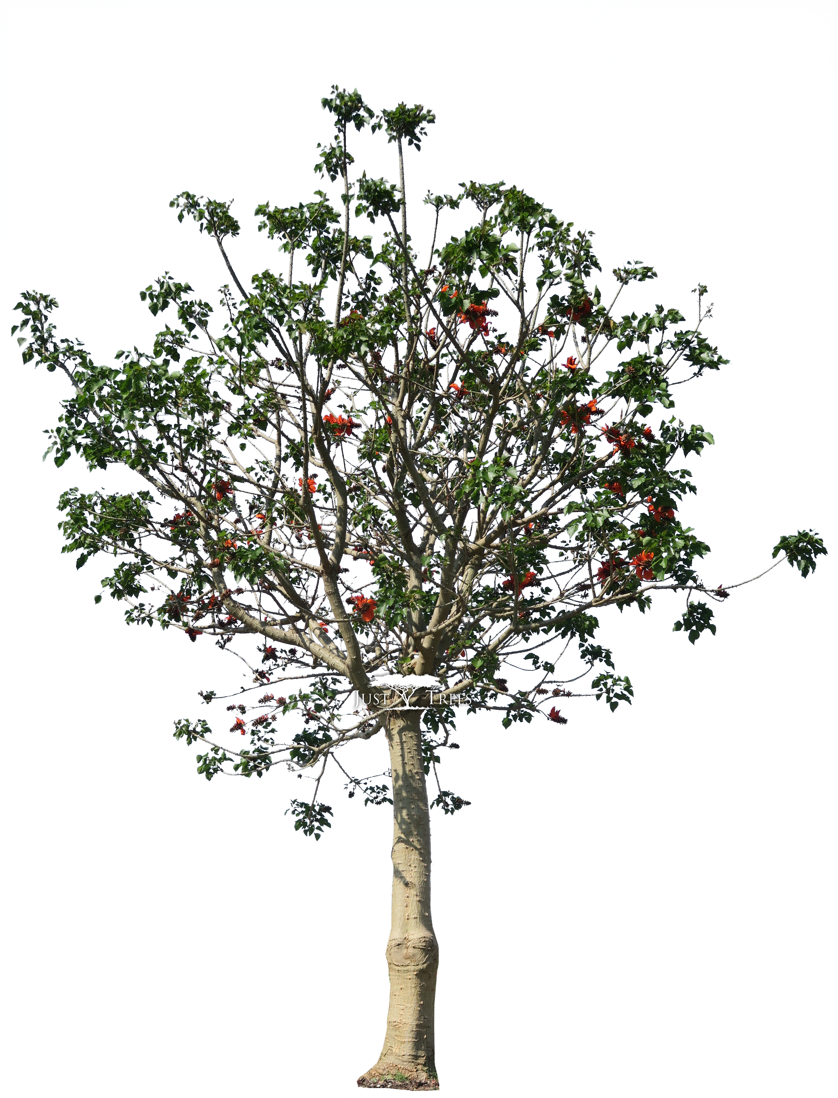 Erythrina Caffra - Blossom (2880x3827), Png Download