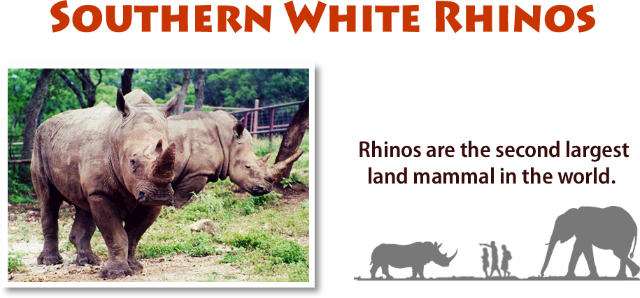 Job Opportunities - White Rhinoceros (915x427), Png Download