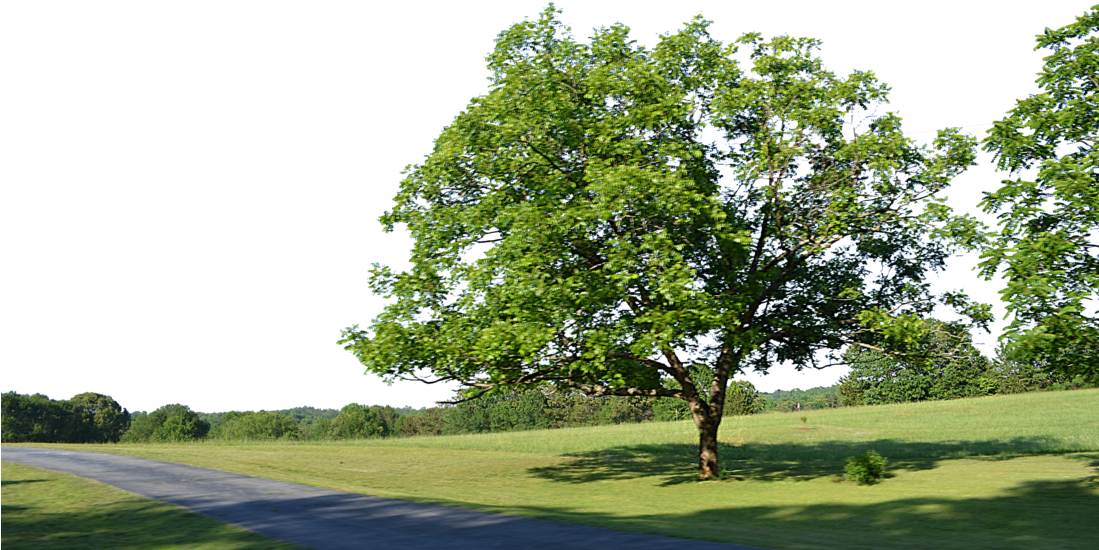 Spring Tree Png (1098x727), Png Download