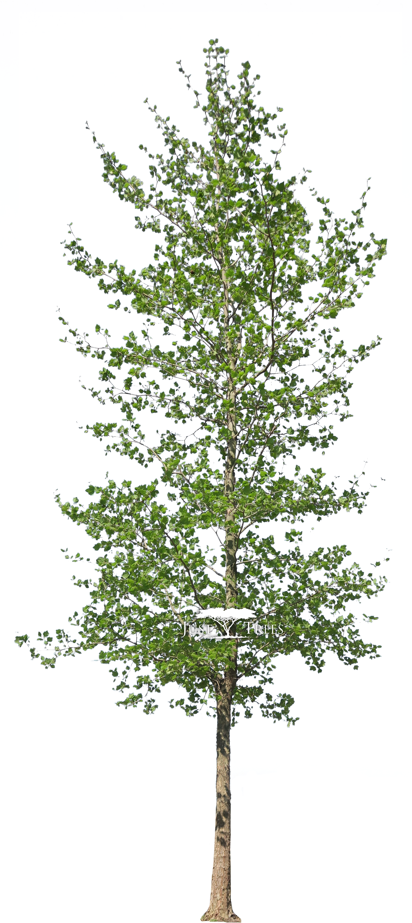 Platanus Acerifolius - London Plane Tree Png (1645x3828), Png Download