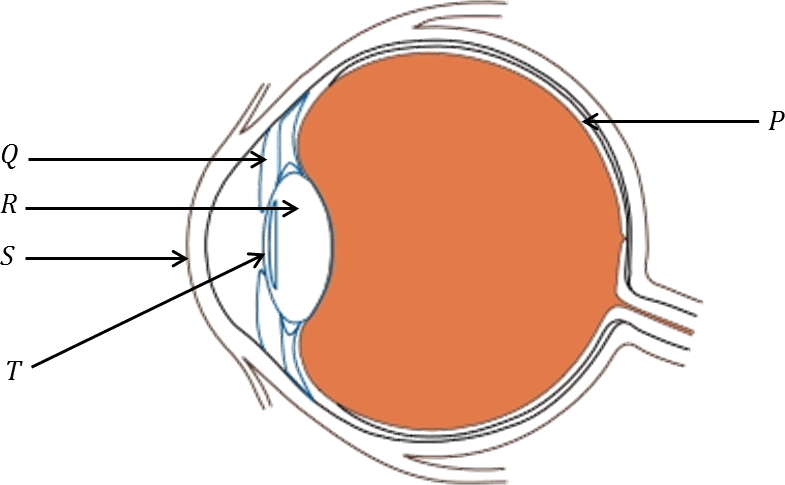 Diagram Of Human Eye - Diagram Of Eye For Class 8 (785x485), Png Download