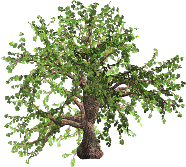 Png A A Yaprak Al Resimler Temal K A A Yaprak Al - Sageretia Theezans (640x575), Png Download