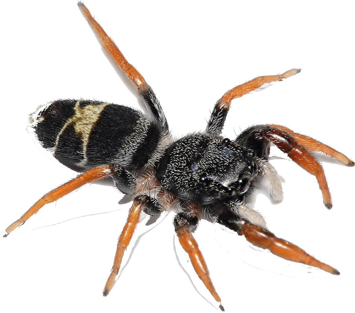 Leistus Rufomarginatus (1600x1067), Png Download