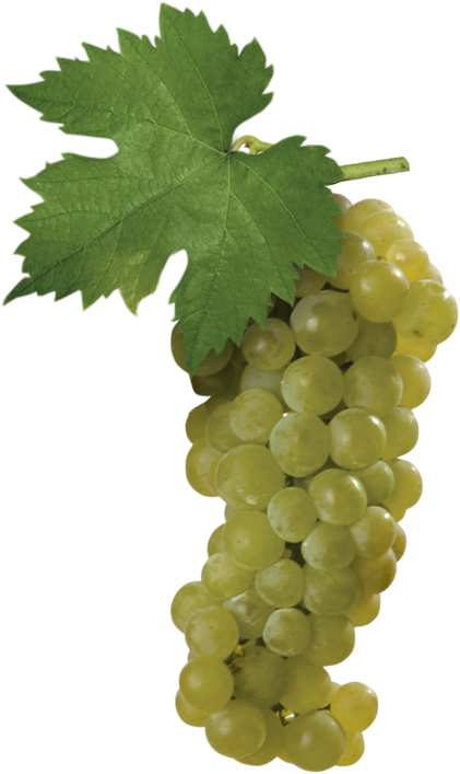 This Is The Moscato Bianco Grape, One Of Most Widely-cultivated - Moscato White Grape (595x709), Png Download