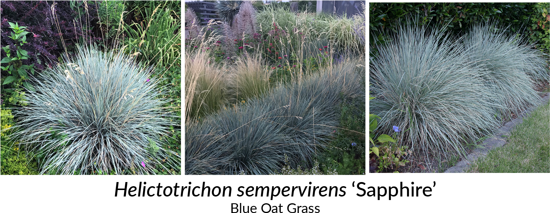 Striking Blue Green Foliage And Well Behaved Spreading - Grass (2000x800), Png Download