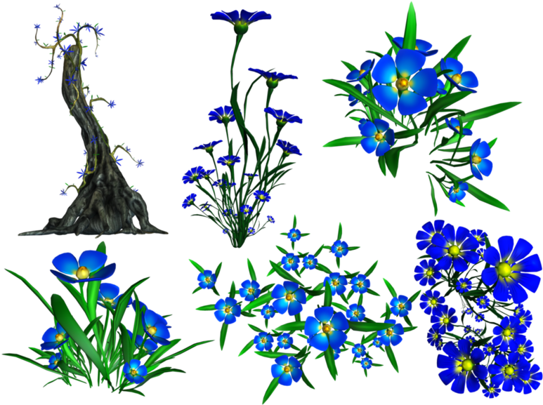 Forget Me Not Png Transparent Image - Portable Network Graphics (800x600), Png Download