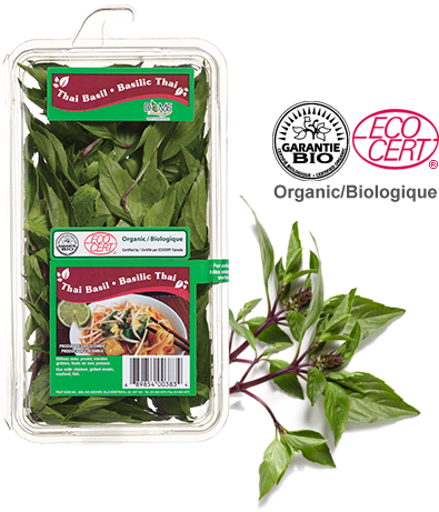 Water Spinach (720x504), Png Download
