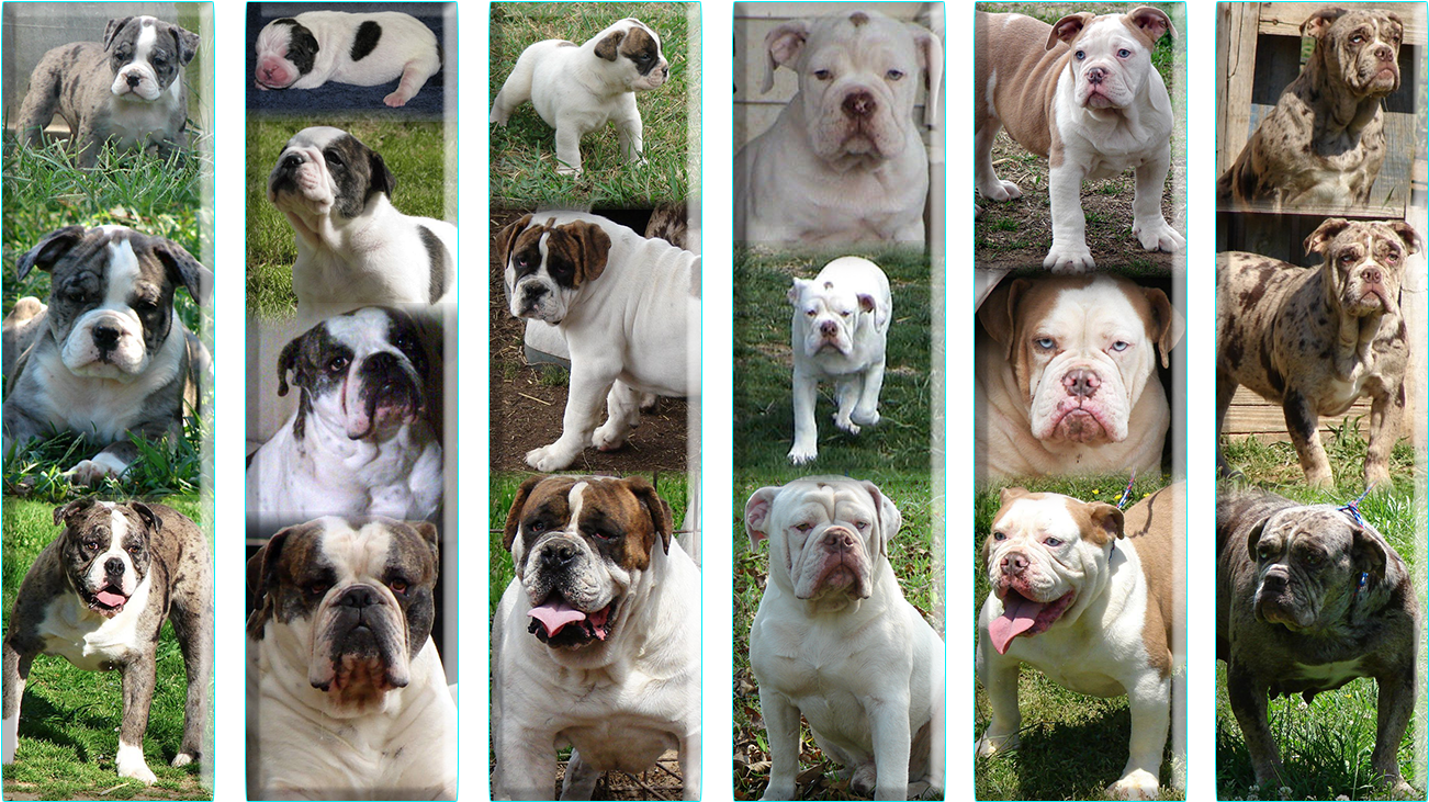 Olde English Bulldogge Growth Stages (1319x769), Png Download