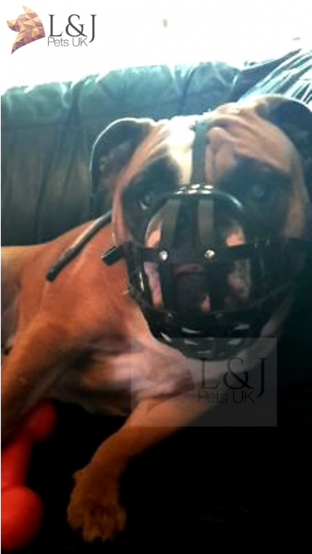 Leather Dog Muzzle For English Bulldog And Other Dogs - Boxer (800x800), Png Download