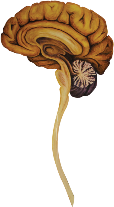 05 Heads Sagittal Brain-01 (1000x825), Png Download