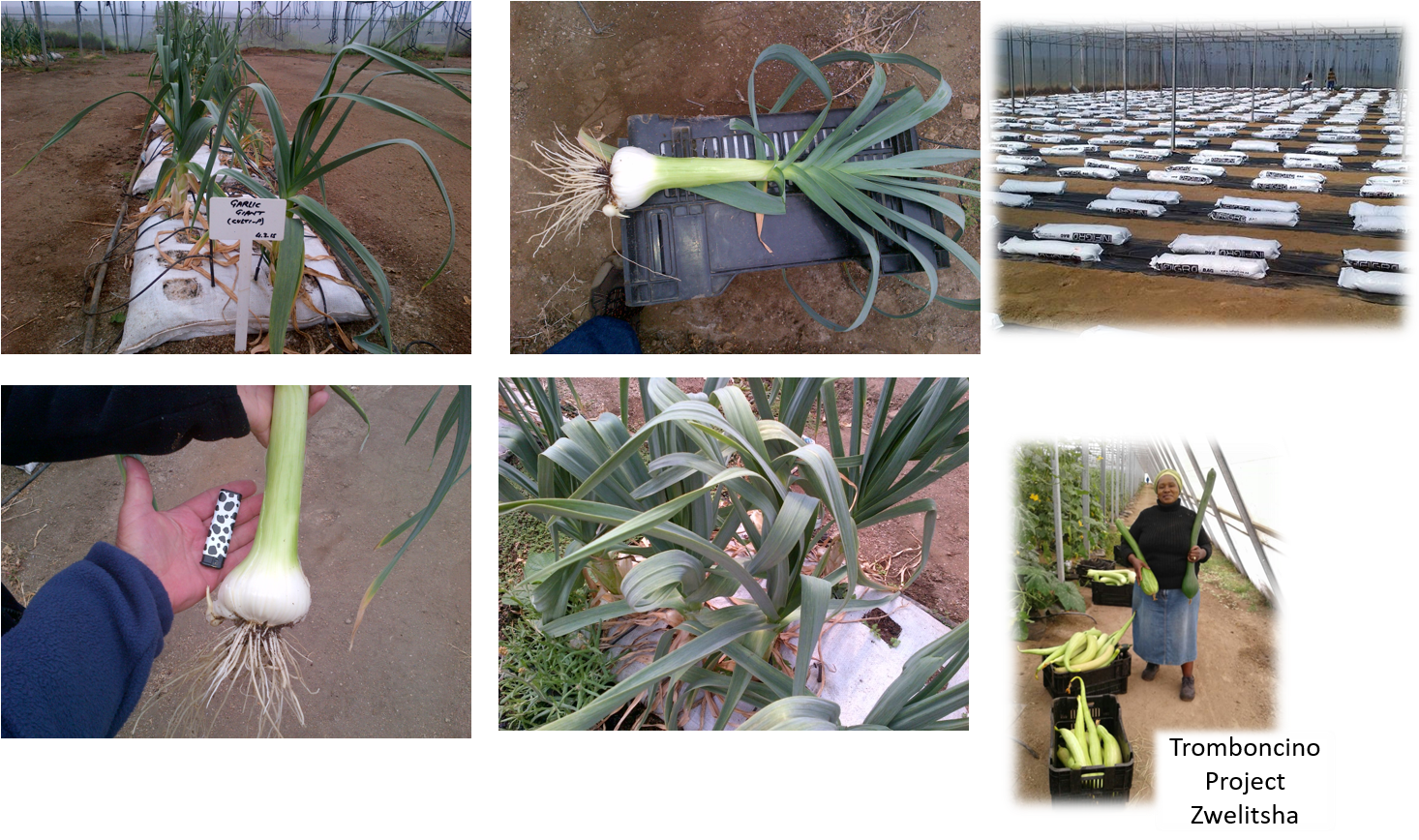 Leek Farm - Plantation (1465x876), Png Download