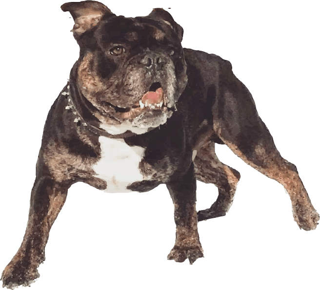 Shoreline Bulldogges Puts Canine Health And Happiness - Olde English Bulldogge (656x595), Png Download