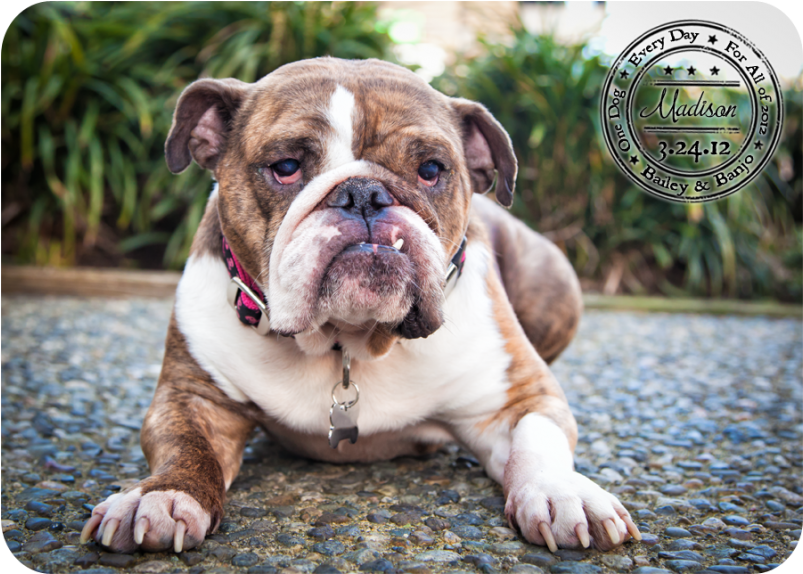 Brindle English Bulldog - Olde English Bulldogge (866x637), Png Download