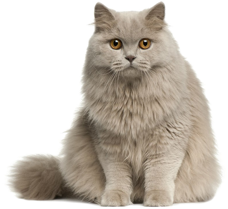 Cute Cat Transparent Image - Longhair Cat Png (900x805), Png Download