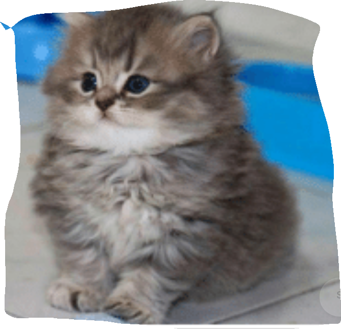 Cat I Want It - Imagem De Gato Bonito S (668x653), Png Download