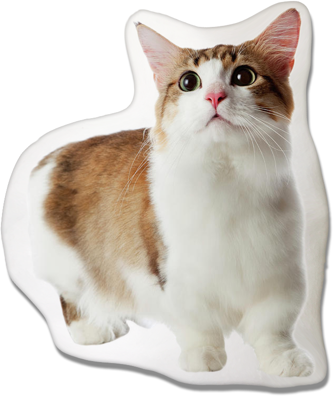 Munchkin Cat Pillow - Biggest Munchkin Cat (1000x913), Png Download