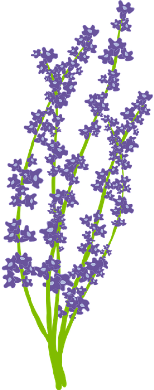 Download Free Png Lavender Flower - Lavender Png Vector (400x800), Png Download