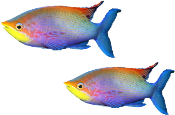 Mq Sticker - Coral Reef Fish (1024x1024), Png Download