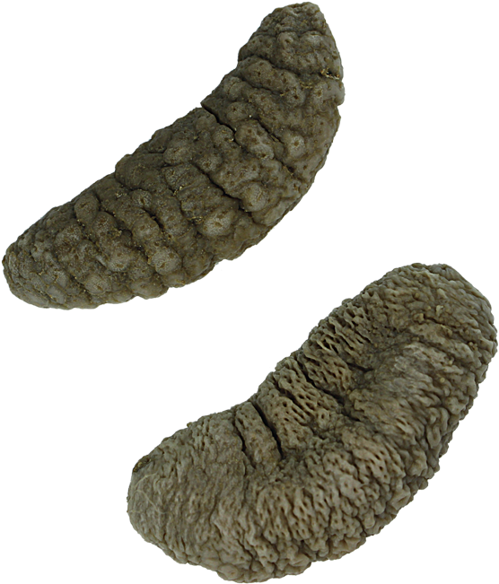 Pepino Do Mar - Pepino Do Mar Png (600x717), Png Download