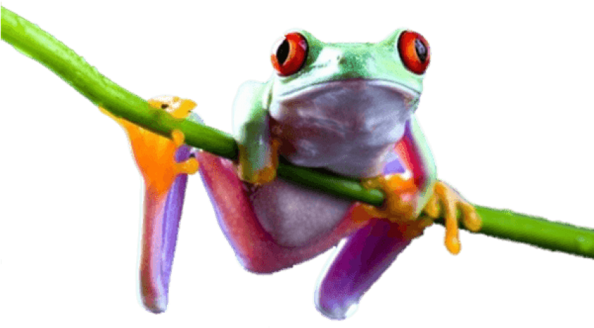 Free Png Download Frog On Branch Png Images Background - Frogs Png (850x496), Png Download
