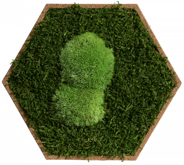 Cork Hexagon Pack Of 9, Greening Forest And Pole Moss - Lawn (600x538), Png Download