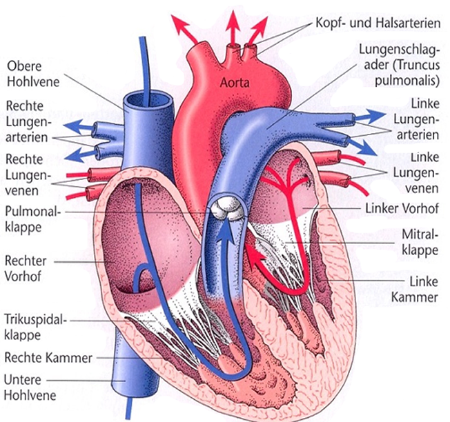 Anatomy, Body, Heart, Human, Organ - Ventriculus Dexter (652x612), Png Download