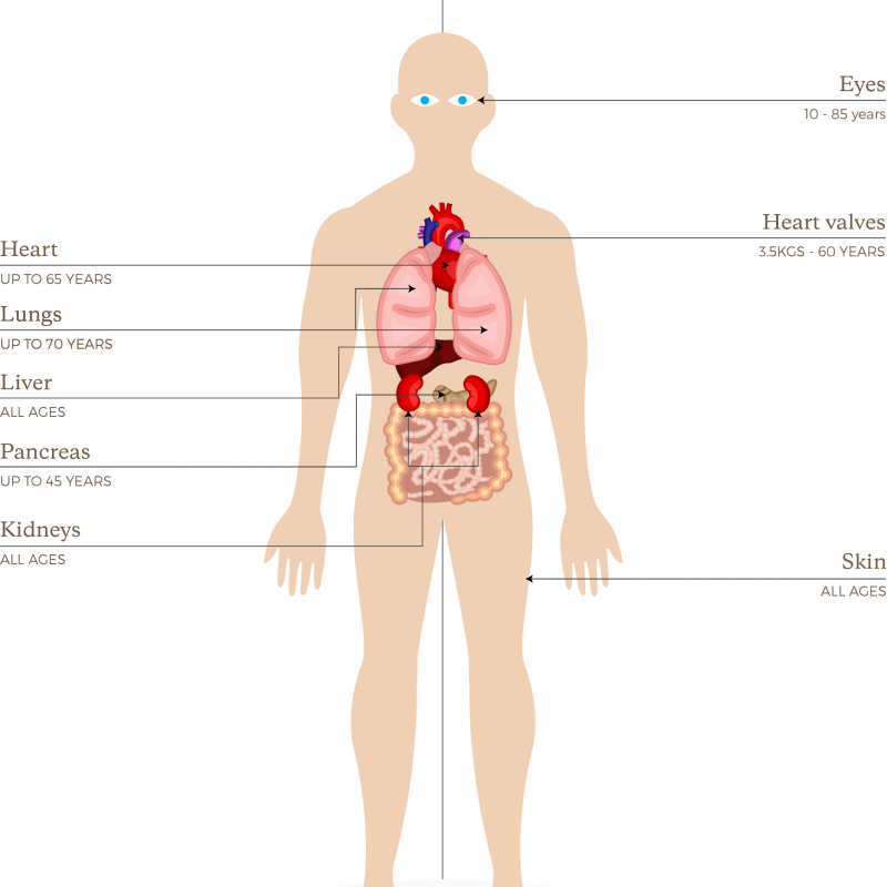 Org091 Organs And Tissues That Can Be Donated In New (800x800), Png Download