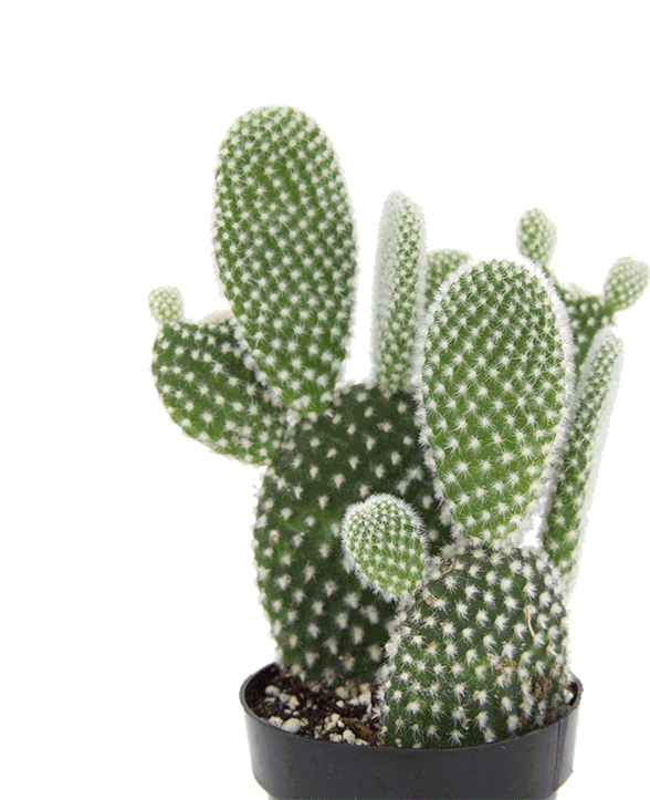 Opuntia 'angel Wing' - Eastern Prickly Pear (722x722), Png Download