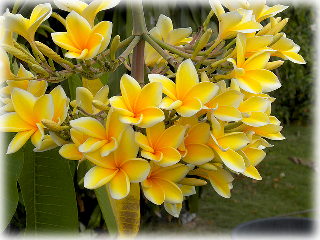 Wild Things Grow - Frangipani (640x480), Png Download