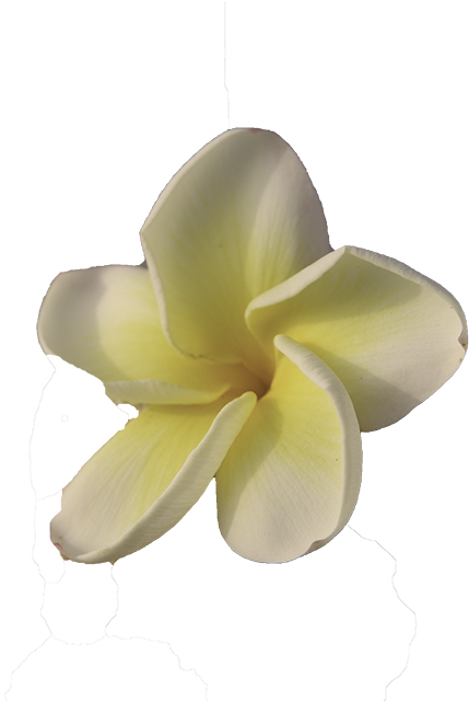 Maui - Frangipani (960x640), Png Download